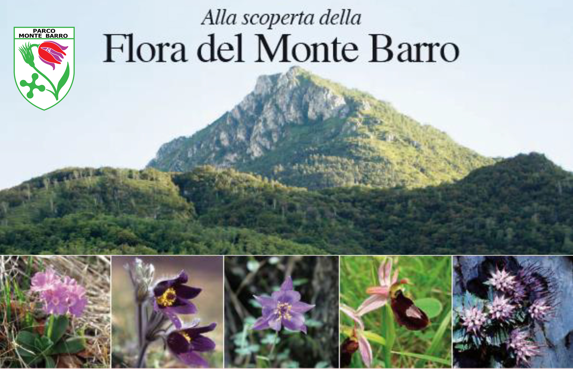 I fiori del mese tratti dal libro Alla scoperta dei Fiori del Monte Barro